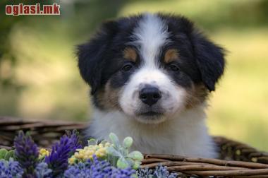 BORDER KOLI - BORDER COLLIE, ŠTENAD