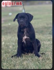 CANE CORSO ŠTENCI