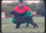 CANE CORSO ŠTENCI