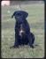 CANE CORSO ŠTENCI