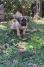CANE CORSO ŠTENCI