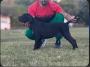 CANE CORSO ŠTENCI