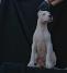 Dogo Argentino ženke