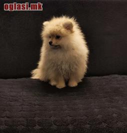 Štenci pomeranskog špica