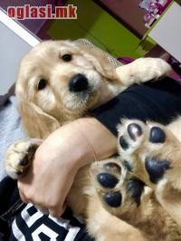 Zlatni retriver 3nnn