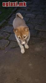 Štenci Zapadno Sibirske Lajke