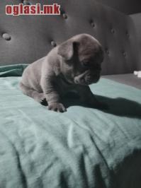 Francuski buldog