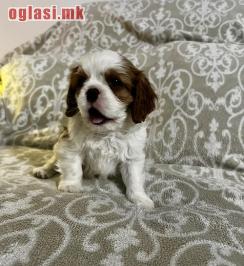 Kavalijer španijel kralja Čarlsa