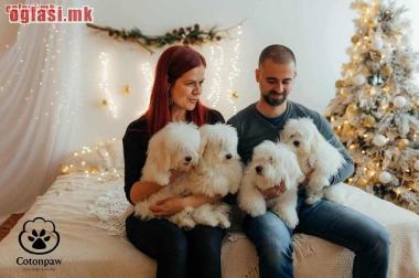 NA PRODAJU ŠTENCI COTON DE TULEAR