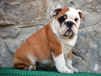 Engleski Buldog
