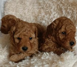 Adorable Toy Poodle Puppies