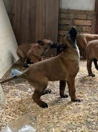 Belgijski Ovčar Malinoa