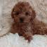 Adorable Toy Poodle Puppies