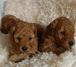 Adorable Toy Poodle Puppies