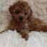 Adorable Toy Poodle Puppies