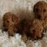Adorable Toy Poodle Puppies