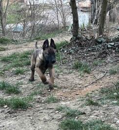 Belgijski Ovčar Malinoa