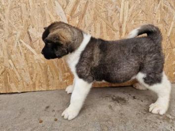 Američka Akita štenci