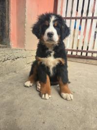 Bernski planinski pas štenci