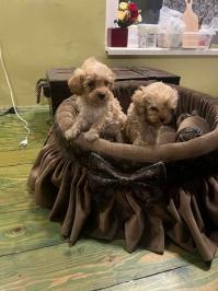 Toy pudle ekstra malog rasta