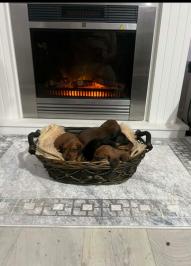 Patuljasti jazavičari kratkodlaki