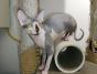 Mačak SPHYNX dostupan za parenje