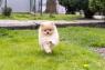 Померански кученца / Pomeraninan puppies