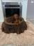 DUGODLAKI PATULJASTI JAZAVIČAR