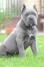 Cane Corso, štenci vrhunskog kvaliteta