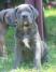 Cane Corso štenci
