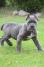 Cane Corso, štenci vrhunskog kvaliteta