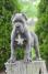 Cane Corso, štenci vrhunskog kvaliteta