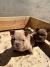 American bully exzotik-mikro štenci