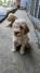 Lagotto Romagnolo štenci