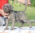 Cane Corso štenci