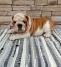 Engleski bulldog