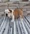 Engleski bulldog
