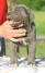 Cane Corso štenci