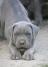 Cane Corso štenci