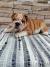 Engleski bulldog