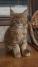 Maine Coon mačići