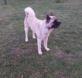 Američka akita, parenje