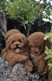 Pudle i maltipoo, prelepi štenci