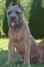 Cane Corso, vrhunski štenci