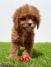 Cavapoo-Kavapu (cavalier king charles spaniel + pudla)