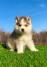 Pomsky-pomski (pomeranac + haski)