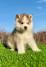 Pomsky-pomski (pomeranac + haski)