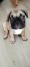 Francuski buldog