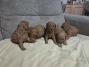 Crvena toj pudla ( Toy Poodle )