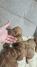 Crvena toj pudla ( Toy Poodle )